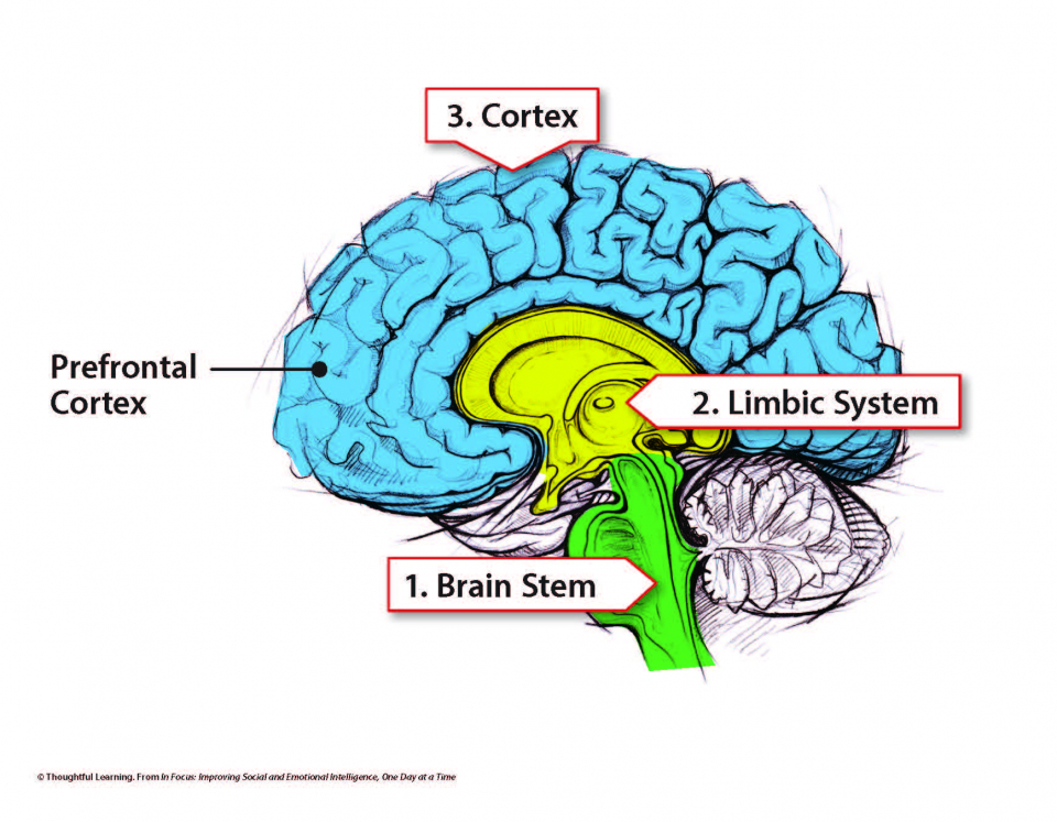 Brain diagram with stem shaded green, limbic system shaded yellow, and cortex shaded blue