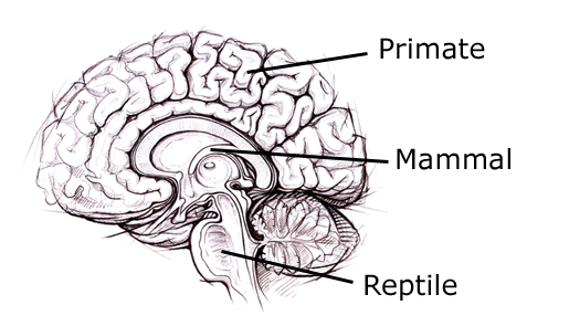 An image of the brain.