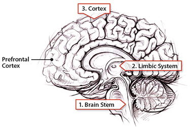 image of the brain showing the brain stem, limbic system, and cortex