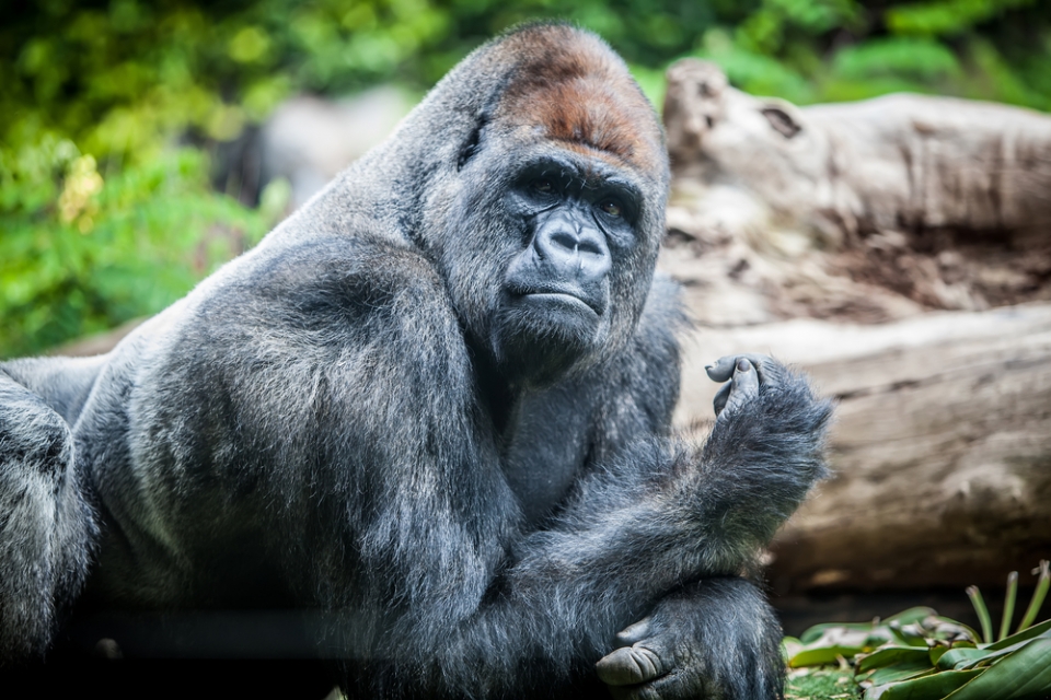 Capturing Readers' Attention Photo of a gorilla