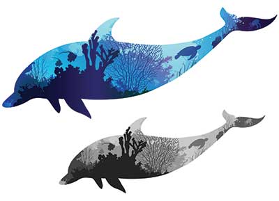 dolphins dolphins