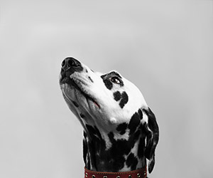 Dalmatian dog lifts his head up and sniffs