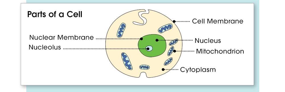 Picture Diagram