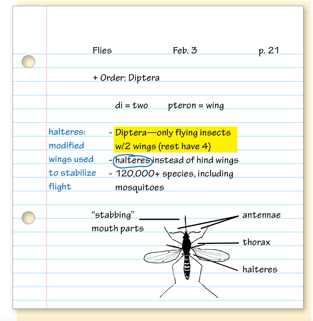 Reviewing Notes