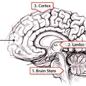 image of the brain showing the brain stem, limbic system, and cortex