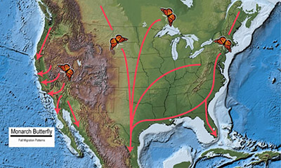 Fall Migration