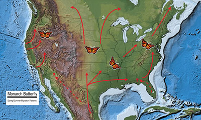 Spring Migration